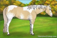 Horse Color:White Spotted Palomino Dun Tobiano 