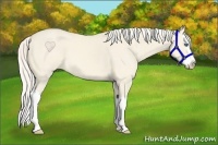 Horse Color:Cremello Dun Splash