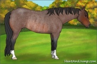 Horse Color:Bay Roan Rabicano 