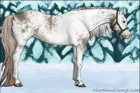 Horse Color:White Spotted Chocolate Palomino 