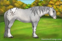 Horse Color:Blue Onyx Roan Appaloosa 