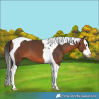 Horse Color:Brown Splash Tobiano 