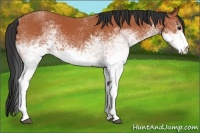Horse Color:White Spotted Bay