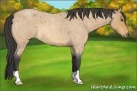 Horse Color:Buckskin Roan 