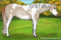 Horse Color:Liver Red Dun Roan Splash Tobiano Frame Rabicano
