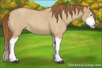 Horse Color:Red Dun Roan Splash Frame Rabicano 