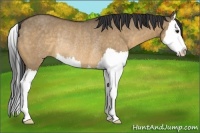 Horse Color:Buckskin Dun Splash Rabicano 