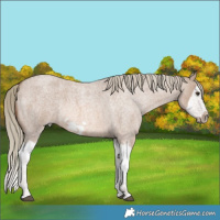 Horse Color:Red Dun Roan Mushroom Splash Frame Rabicano 
