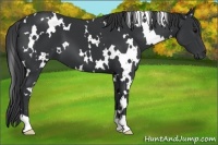 Horse Color:White Spotted Black 