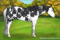 Horse Color:White Spotted Black Splash 