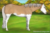Horse Color:Silver Bay Dun Splash 