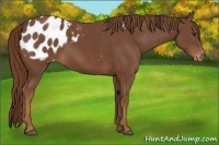 Horse Color:Chestnut Appaloosa