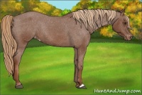 Horse Color:Chestnut Varnish Rabicano 