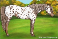 Horse Color:Chestnut Blanket Rabicano 