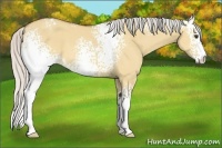 Horse Color:White Spotted Silver Bay Dun
