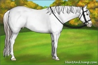 Horse Color:Black Splash Appaloosa Rabicano 