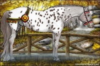 Horse Color:Liver Chestnut Appaloosa