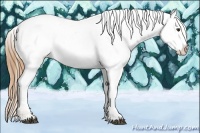 Horse Color:Chestnut Appaloosa