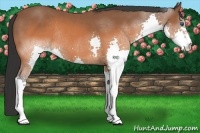 Horse Color:Brown Splash Rabicano