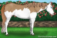 Horse Color:Red Dun Splash  Brindle