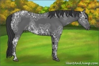 Horse Color:Black Ice 
