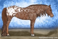 Horse Color:Chestnut Appaloosa and Chestnut Appaloosa