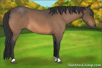 Horse Color:Buckskin Roan 