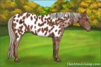 Horse Color:Chestnut Near Leopard  Brindle