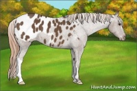 Horse Color:Liver Chestnut Appaloosa 