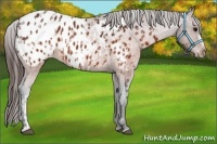 Horse Color:Brown Appaloosa  and Brown Appaloosa 