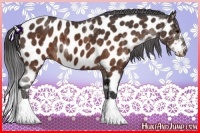 Horse Color:Brown Near Leopard Brindle