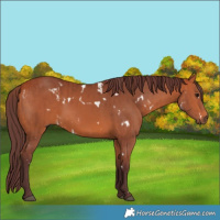 Horse Color:White Spotted Chocolate Brown  and White Spotted Chocolate Brown 