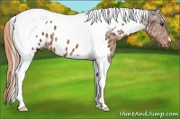 Horse Color:Liver Chestnut Ice Tobiano Appaloosa 