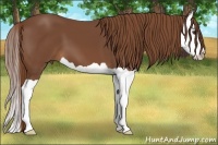Horse Color:Chestnut Splash 