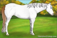 Horse Color:White Spotted Red Dun Roan Splash