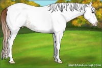 Horse Color:White Spotted Chestnut Tobiano 