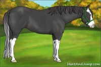 Horse Color:Smoky Black Splash