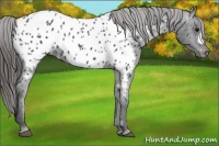 Horse Color:Black Appaloosa