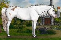 Horse Color:Buckskin Appaloosa  Brindle