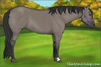 Horse Color:Grullo 