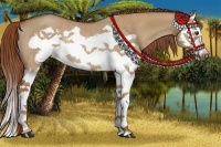 Horse Color:Red Dun Roan Splash Frame Rabicano 