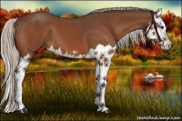 Horse Color:Silver Bay Splash 