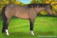Horse Color:Buckskin Roan 