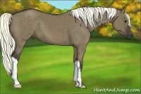 Horse Color:Liver Red Dun 