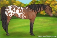 Horse Color:Brown Appaloosa  Brindle