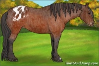 Horse Color:Brown Appaloosa  Brindle