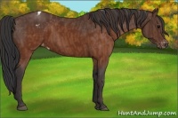 Horse Color:Brown Appaloosa Brindle