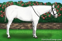Horse Color:Chestnut Varnish  and Chestnut Varnish 