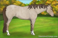 Horse Color:Classic Cream Champagne Roan 