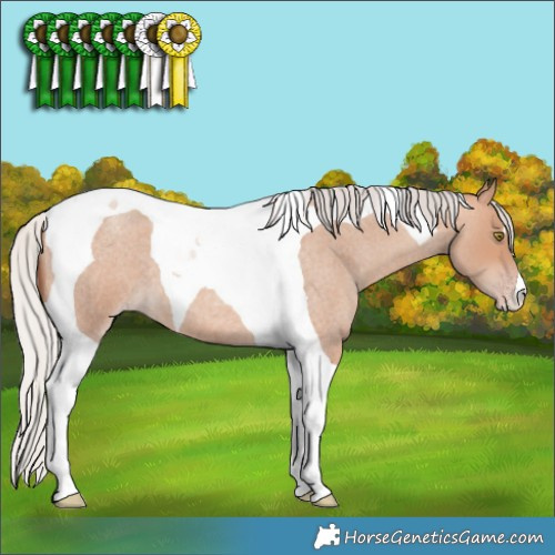 Horse Color:Silver Sable Champagne Roan Tobiano 